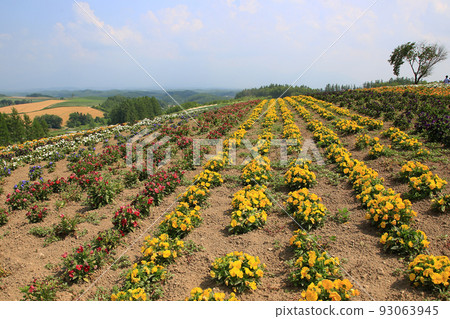 Hikkaido Shikisai Ayano Hill Hikkaido Shikisai Ayano Hill 93063945
