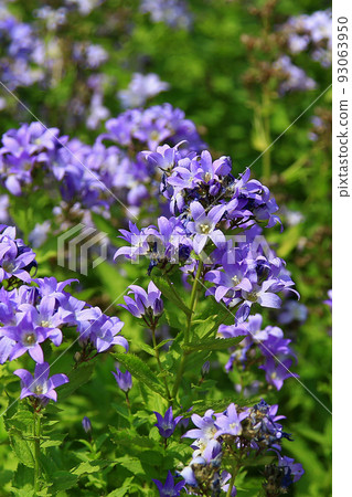 Hikkaido Shikisai Ayano Hill 93063950