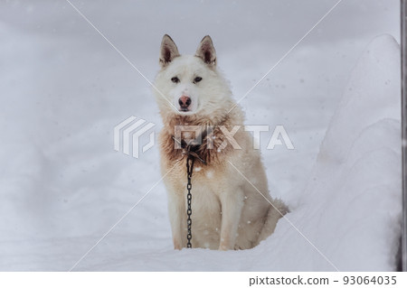 A large dog of an unknown breed sits on a chain A large dog of an unknown breed sits on a chain 93064035