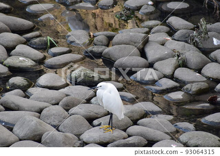小白鷺 小白鷺 93064315