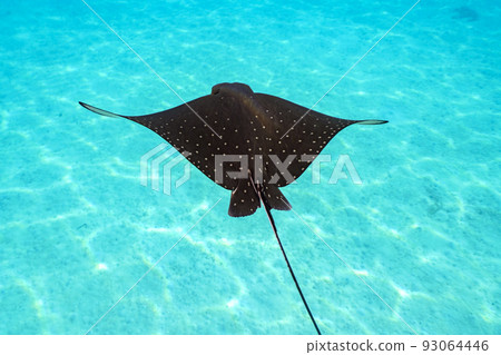 馬達拉Tsuboei 93064446