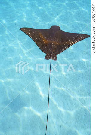 Madara Tsuboei Madara Tsuboei 93064447