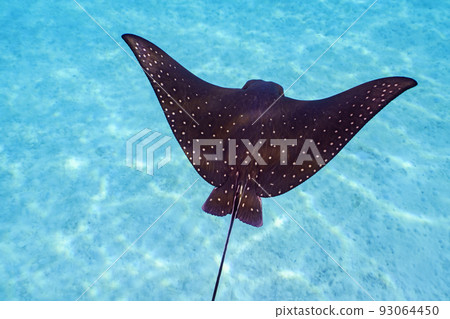 Madara Tsuboei 93064450