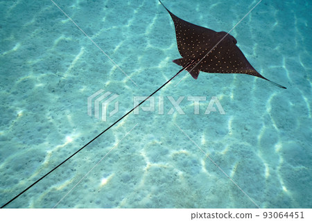 Madara Tsuboei Madara Tsuboei 93064451