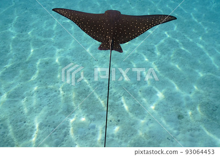 Madara Tsuboei Madara Tsuboei 93064453