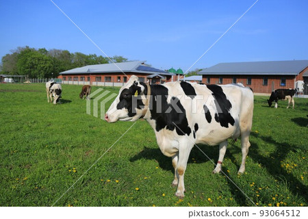 荷斯坦牛 荷斯坦牛 93064512