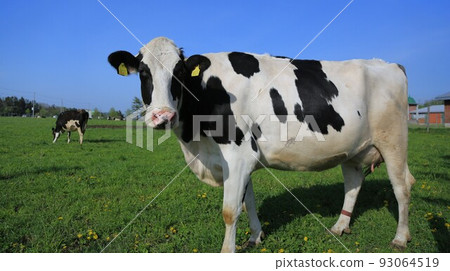 Holstein cattle 93064519