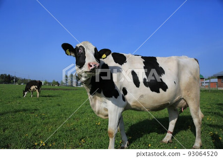荷斯坦牛 荷斯坦牛 93064520