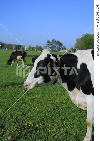 Holstein cattle 93064524