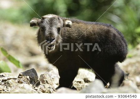 Children of Takin, a rare animal that lives in the high mountains of Bhutan and Nepal. 93064540