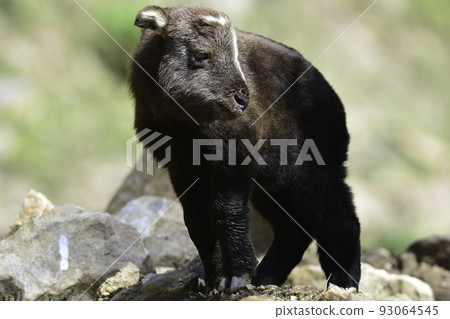 羚牛的孩子,一種生活在不丹和尼泊爾高山上的稀有動物。 羚牛的孩子,一種生活在不丹和尼泊爾高山上的稀有動物。 93064545