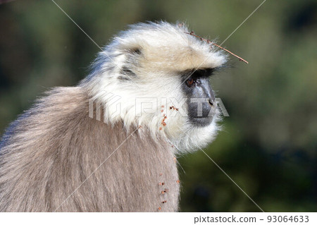 一隻長著美麗白色皮毛的猴子,生活在不丹和尼泊爾喜馬拉雅山的山區,是葉猴家族的成員 一隻長著美麗白色皮毛的猴子,生活在不丹和尼泊爾喜馬拉雅山的山區,是葉猴家族的成員 93064633