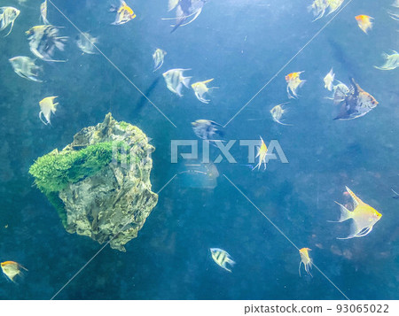 flocks of fish swim under water. multi-colored, yellow angelfish in the aquarium. aquarium fish, next to a large stone in the moss 93065022