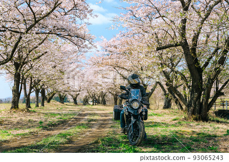 A motorcycle running along a row of cherry blossom trees A motorcycle running along a row of cherry blossom trees 93065243