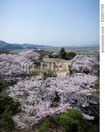 岡山縣笠岡市古城山公園的櫻花 93065709