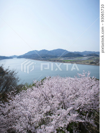 Cherry blossoms in Kojoyama Park, Kasaoka City, Okayama Prefecture 93065710