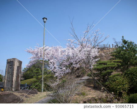 Cherry blossoms in Kojoyama Park, Kasaoka City, Okayama Prefecture 93065715