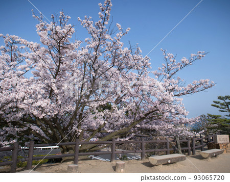Washuzan Cherry Blossoms Kurashiki City, Okayama Prefecture Washuzan Cherry Blossoms Kurashiki City, Okayama Prefecture 93065720