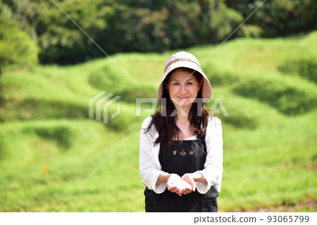 收穫新米白米千枚田農場工作婦女 收穫新米白米千枚田農場工作婦女 93065799