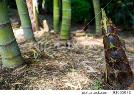 Bamboo shoots growing from the ground, bamboo shoots, bamboo shoots, wild bamboo, bamboo grove, Japan, Japanese food 1 93065978