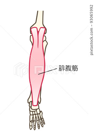 Gastrocnemius, triceps surae, Achilles tendon, calf, with names Gastrocnemius, triceps surae, Achilles tendon, calf, with names 93065992