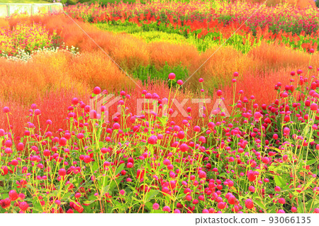 盛開的紅縐和秋色的地膚花簇 盛開的紅縐和秋色的地膚花簇 93066135