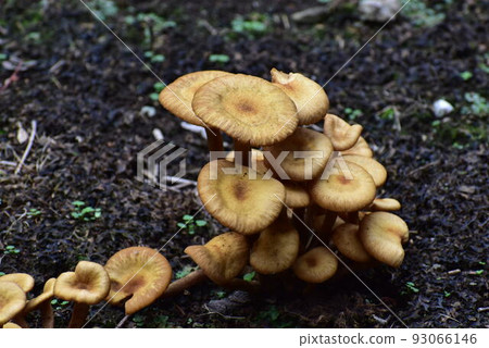 蘑菇 蘑菇 93066146