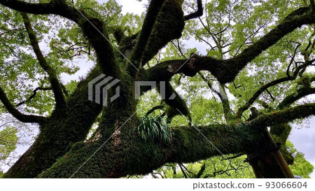 太宰府天滿宮真嗣池旁的樹木 93066604