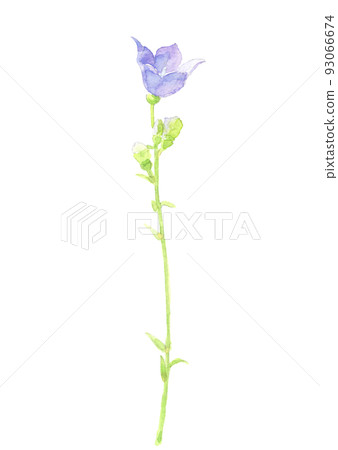 Bellflower blooming in the field Bellflower [Watercolor painting] Flower material White background Transparent background PNG 93066674