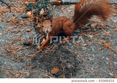 Red squirrel in the park eating nuts on a background of yellow grass. Rainy weather. Rain 93066858
