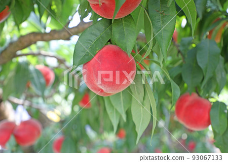 Peaches in the peach field Peaches in the peach field 93067133
