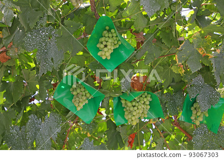 Muscat fruit 93067303