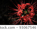 Cluster amaryllis 93067546