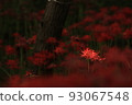 Cluster amaryllis 93067548