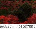 Cluster amaryllis 93067551