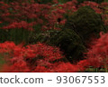 Cluster amaryllis 93067553