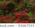 Cluster amaryllis 93067555