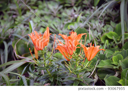 房總半島沿岸自然生長的百合花 93067935