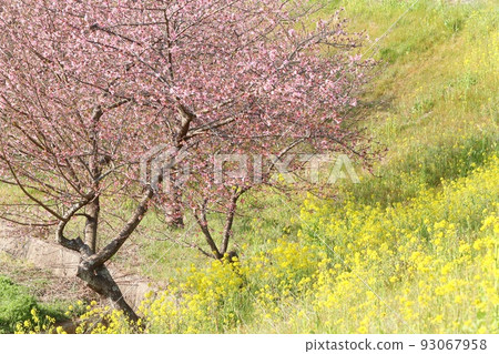 Kawazu Sakura Kannami no Sakura Kannami Town 伊豆 93067958
