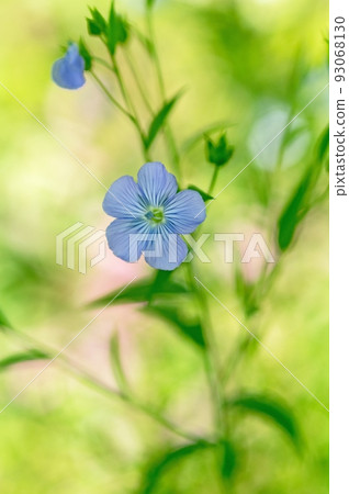 flax flower 93068130