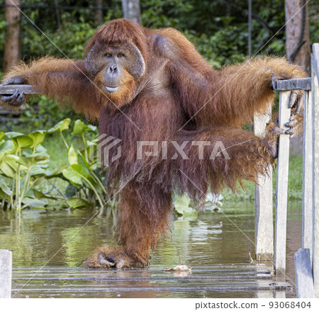 Central Kalamantan, Indonesia; May 20, 2022 - Orangutan explores his island Central Kalamantan, Indonesia; May 20, 2022 - Orangutan explores his island 93068404