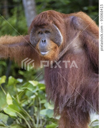 Central Kalamantan, Indonesia; May 20, 2022 - Orangutan explores his island 93068415