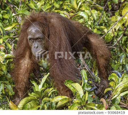 Central Kalamantan, Indonesia; May 20, 2022 - Orangutan explores his island 93068419