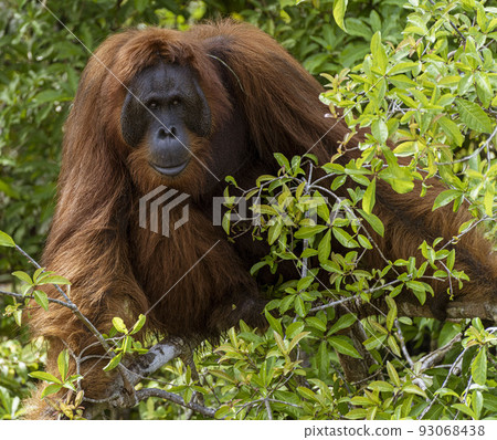 Central Kalamantan, Indonesia; May 20, 2022 - Orangutan explores his island 93068438