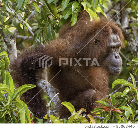 Central Kalamantan, Indonesia; May 20, 2022 - Orangutan explores his island 93068440