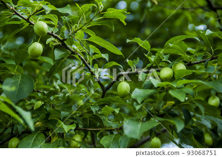 a green unripe fruits of an plum tree 93068751