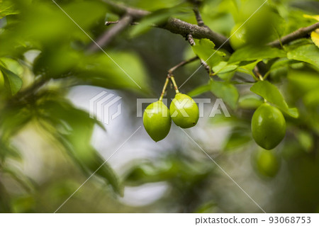 a green unripe fruits of an plum tree 93068753