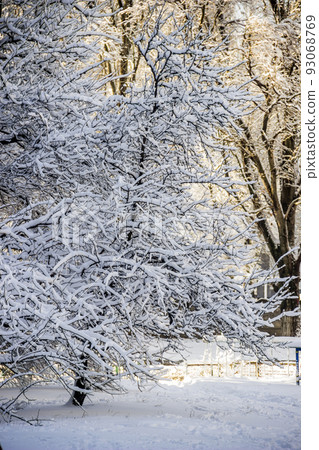 tree on snow 93068769