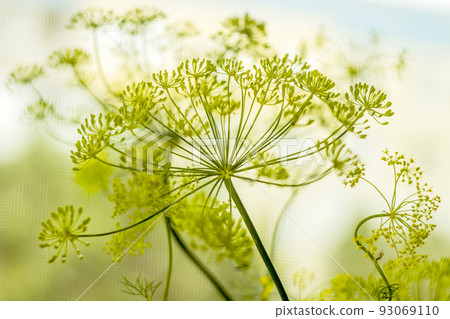 a fresh dill (Anethum graveolens) 93069110