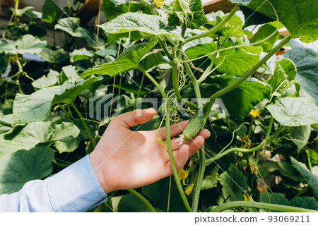 Hands holding small growing cucumber in urban home garden. Urban home gardening concept 93069211